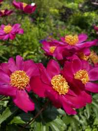 Summer dreams in bloom at Insel Mainau 