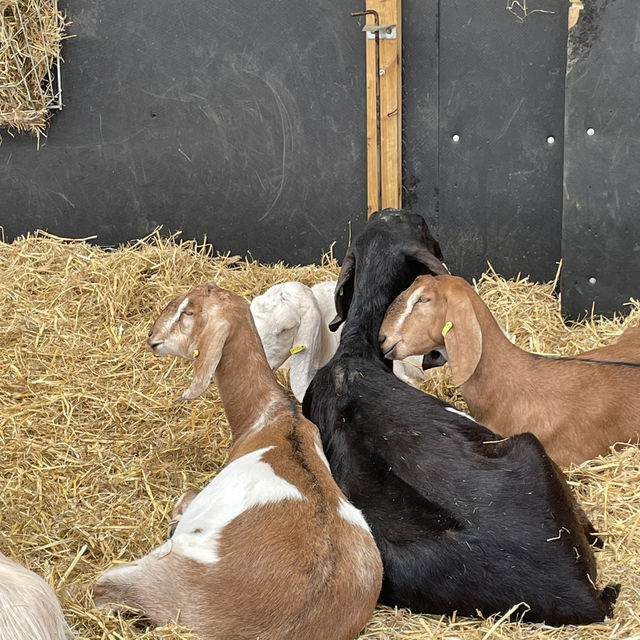 Mudchute Park and Farm: A Slice of Countryside in the City 🐑🦆🐴