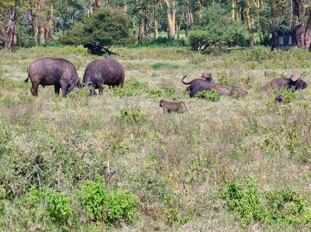 Wild Hearts & Golden Horizons: Fall Safari in Kenya Wild Hearts & Golden Horizons: Fall Safari in Kenya
