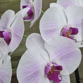 Naples Botanical Garden