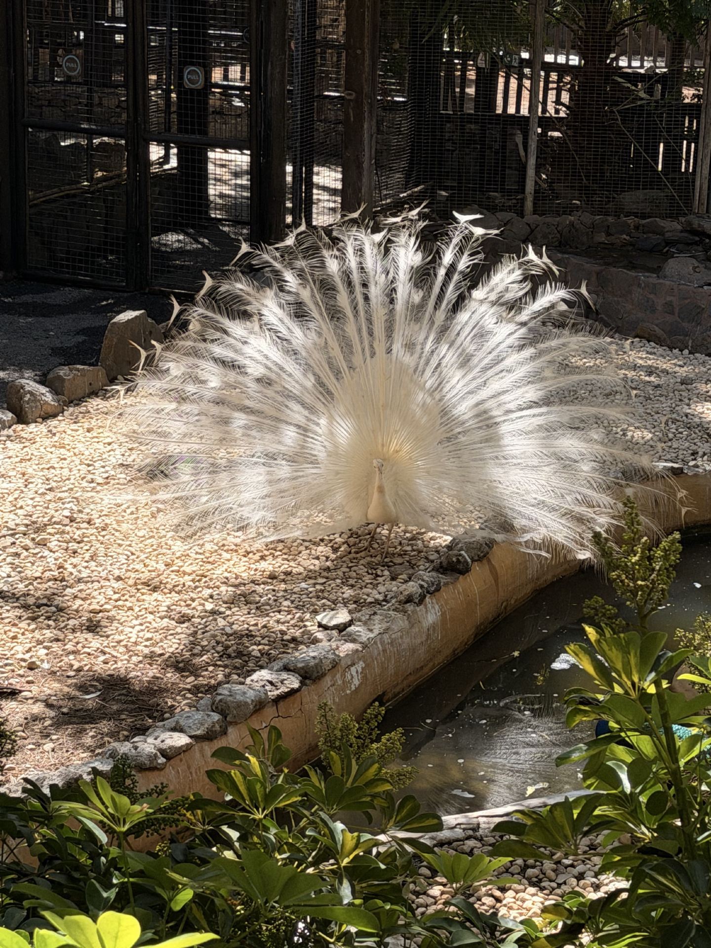 When the beauty of a peacock’s feathers
is captured in a photograph 🦚
