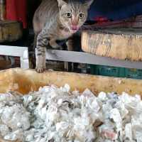 The famous Maeklong Railway Market 