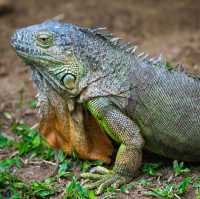 Animals of Chiang Mai Zoo