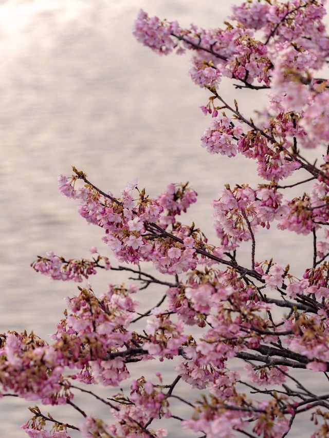 Enjoy the cherry blossoms 🌸 in Kawazu River.