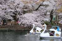 Tokyo cherry blossom attractions