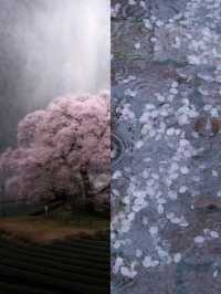 In April, I'm going to Nara Yoshino Mountain to experience the cherry blossoms of spring. Here's a nanny-level guide.