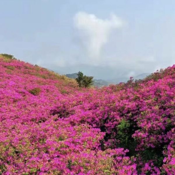 "Phoenix Tianchi" Enjoy Flowers and Sunrise