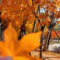 Autumn's Palette🍁: Expo garden 