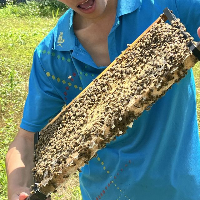 All things 🐝 