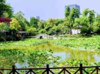  A Well Maintened Park in Chengdu🇨🇳