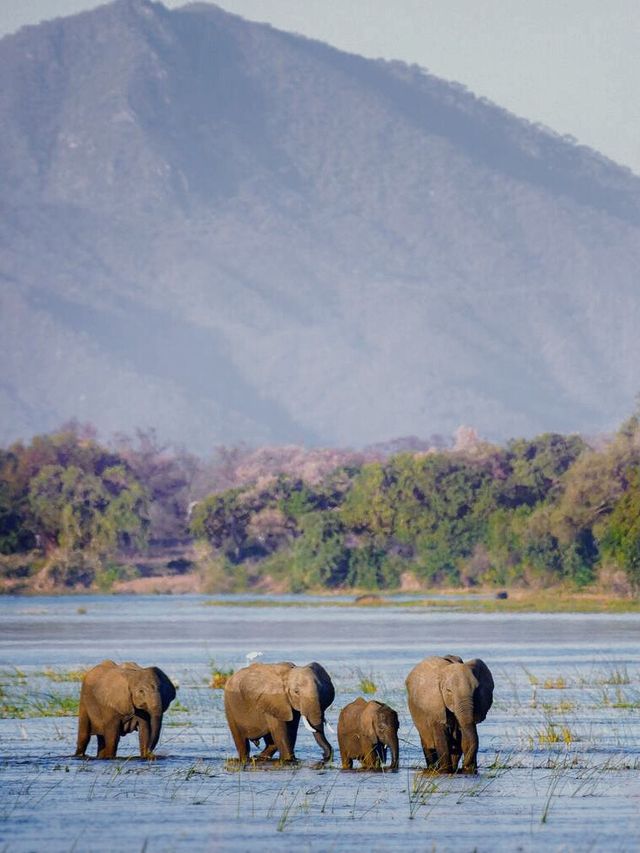 Journey into the Heart of Africa 🐘