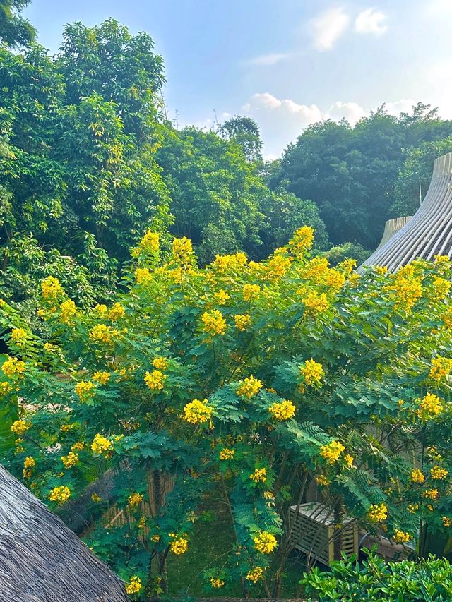 在廣州終於找到了現實版的莫內花園