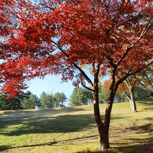 打卡韓國益山中央公園