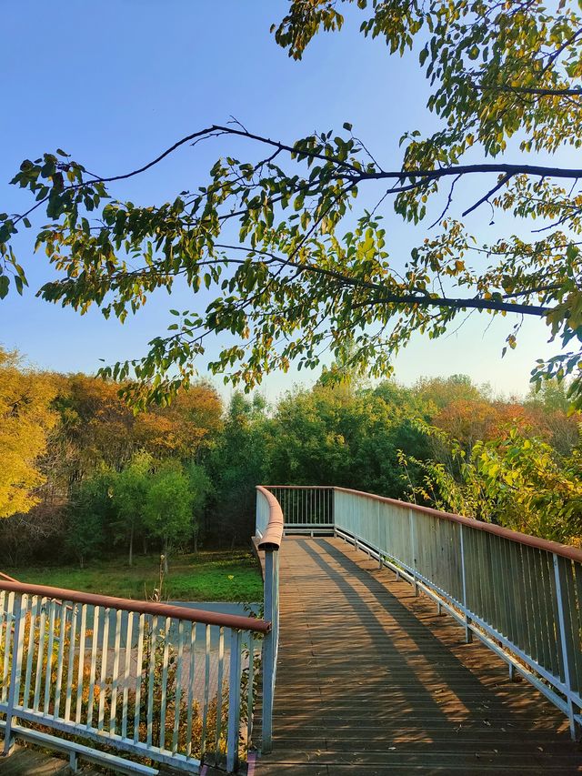 擁有森林棧道的天津免費公園