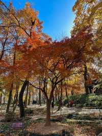 接下來的蘇州天花板｜只剩下這幾顆紅楓樹