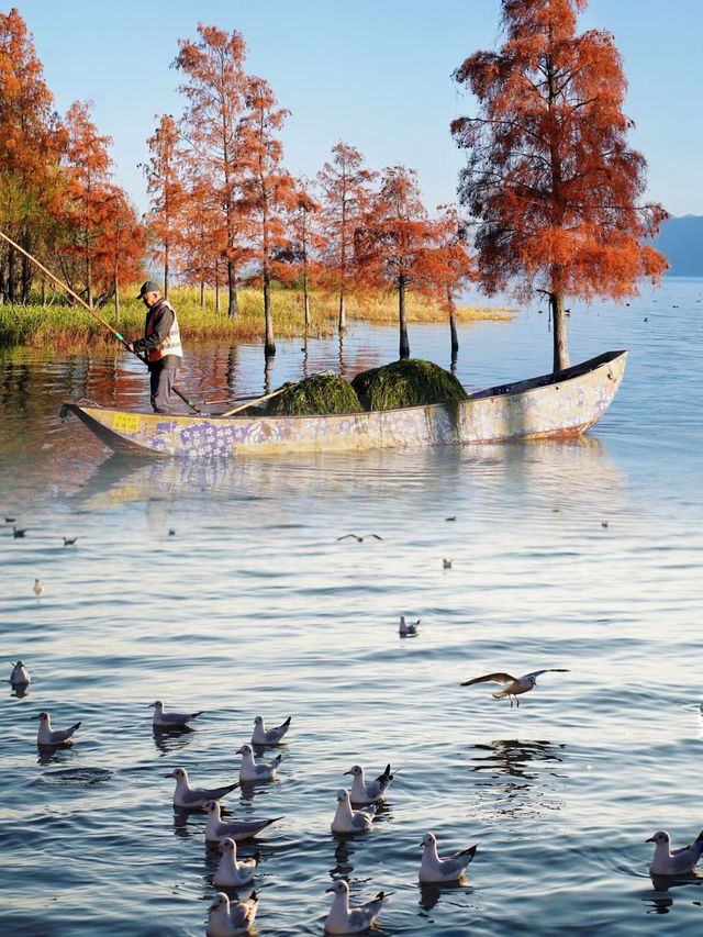 海鷗、日出、大海和紅杉樹，就是一整個浪漫……
