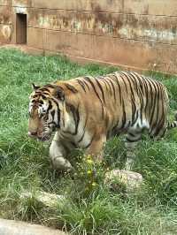 一起跟萌娃玩轉昆明動物園！