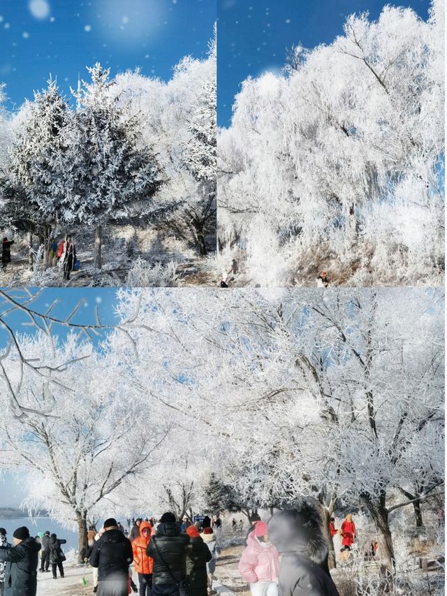 霧凇美景只在早晨“曇花一現”