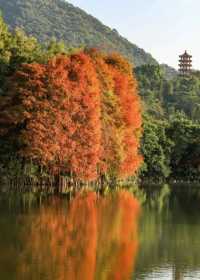 親近大自然，深圳仙湖植物園帶你遠離城市喧囂！