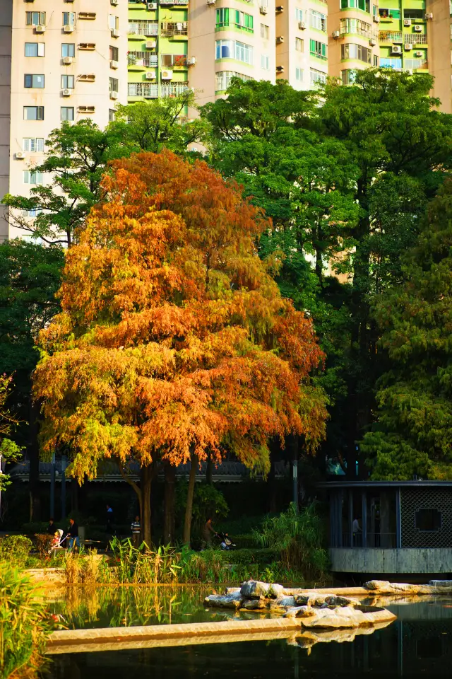 Shenzhen | The leaves in the Four Seas Park have turned yellow