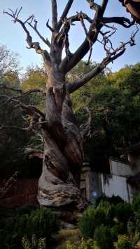 遊瀘山，寺廟、博物館、登山和靈猴