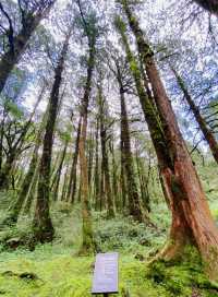 人間仙境台灣阿里山