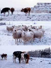 內蒙古3日行程規劃攻略，在中國冷極村潑水成冰