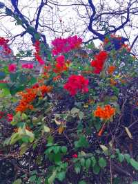 偶然隨拍,蓮塘畔山花園的杜鵑花