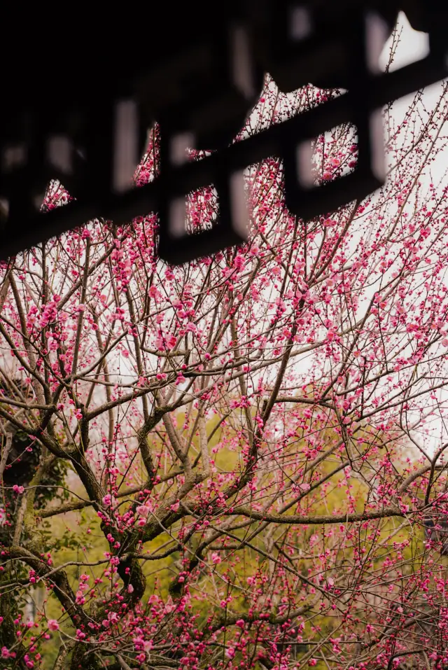 Busy with flowers in Jiangnan: Guozhuang red plum, the ancestors even designed the shooting spots