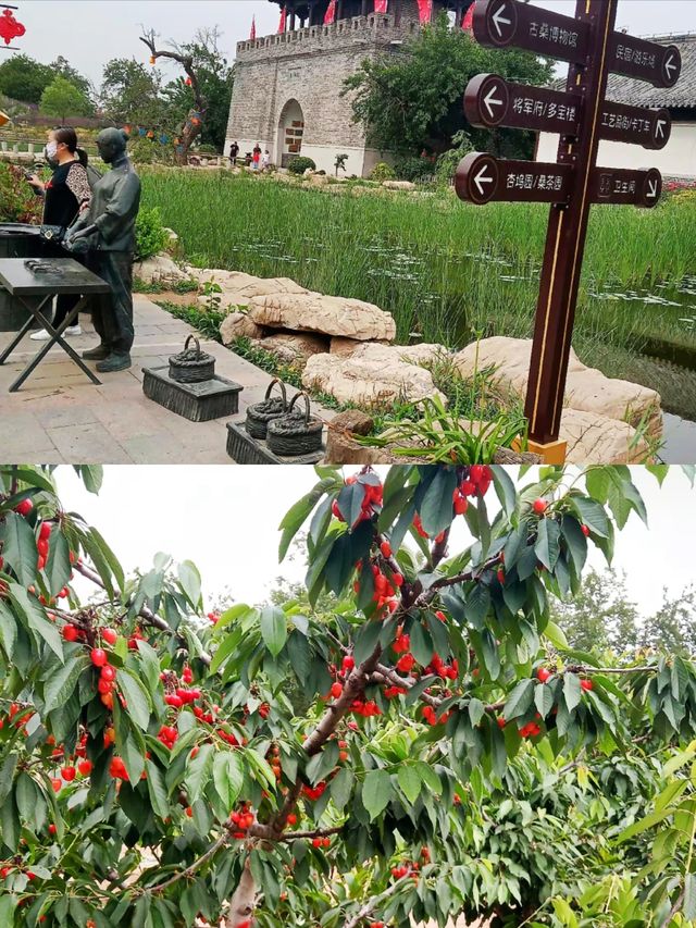 夏津黃河故道森林公園