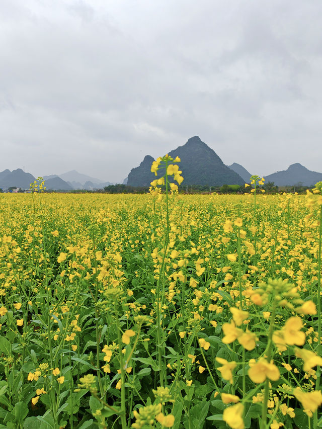 下一站！錯過油菜花海又要等一年