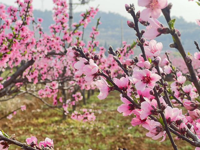 桃花朵朵正在開