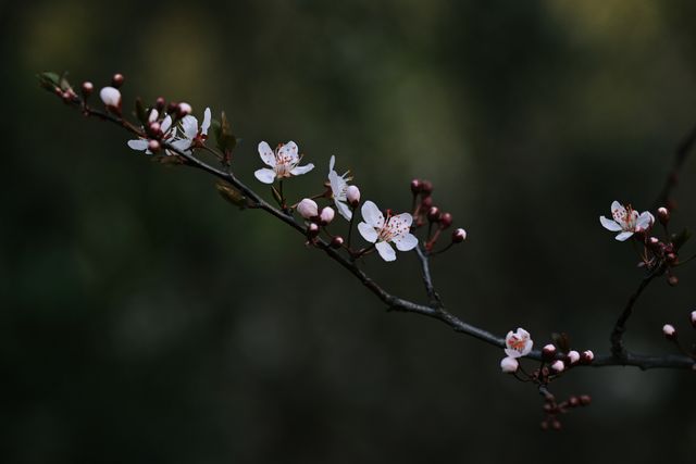 【春意盎然，假日裡讓我們一起蕩起雙槳】