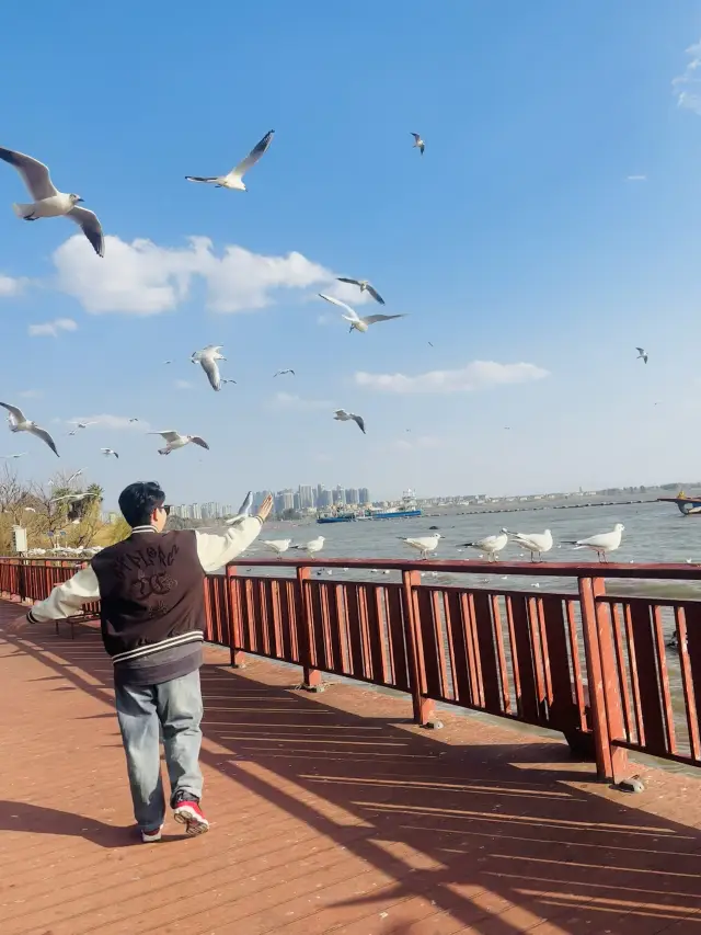 The Best Spot to Watch Seagulls at Haigeng Dam, a Must-See Guide!!