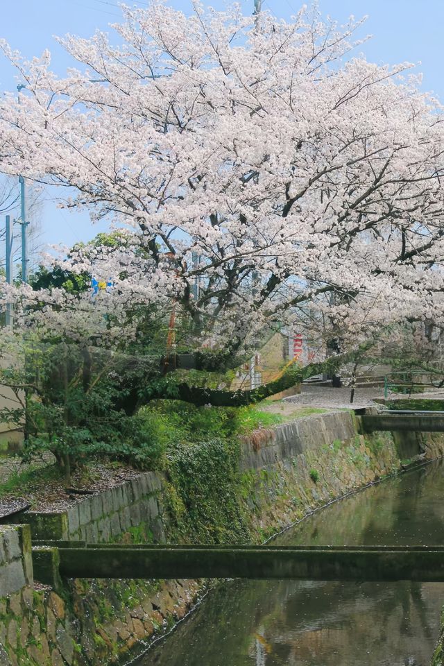 去了‖但錯過櫻花才更遺憾