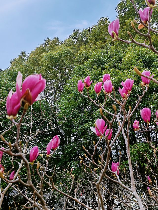 春遊松江 佘山國家森林公園挺美的！