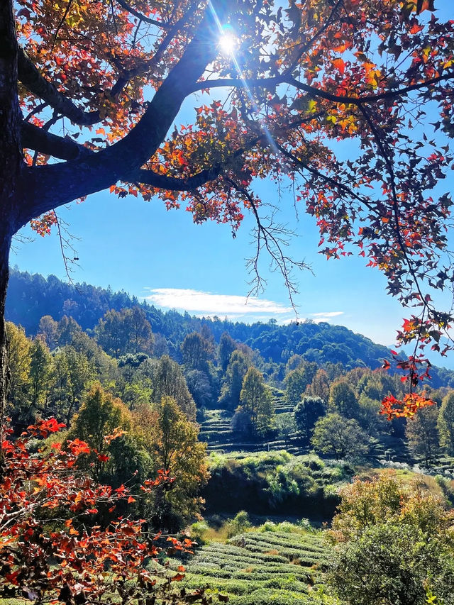 廣東也有無量山？是的！就在河源曾田的仙湖茶場