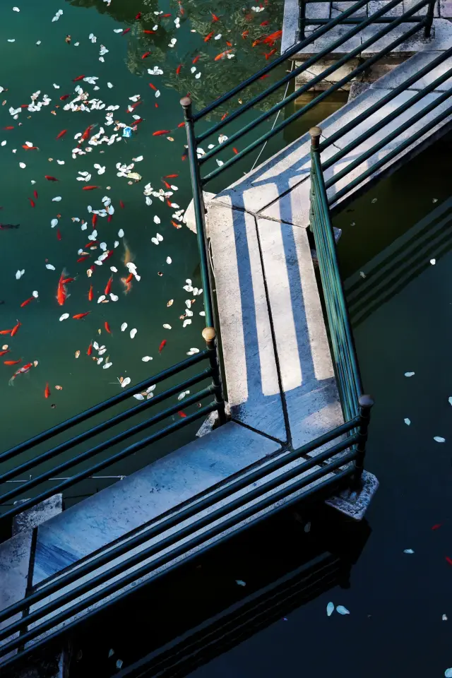 March is the season of blossoms, and Yangzhou is the perfect place for ladies to take portrait photos in its gardens