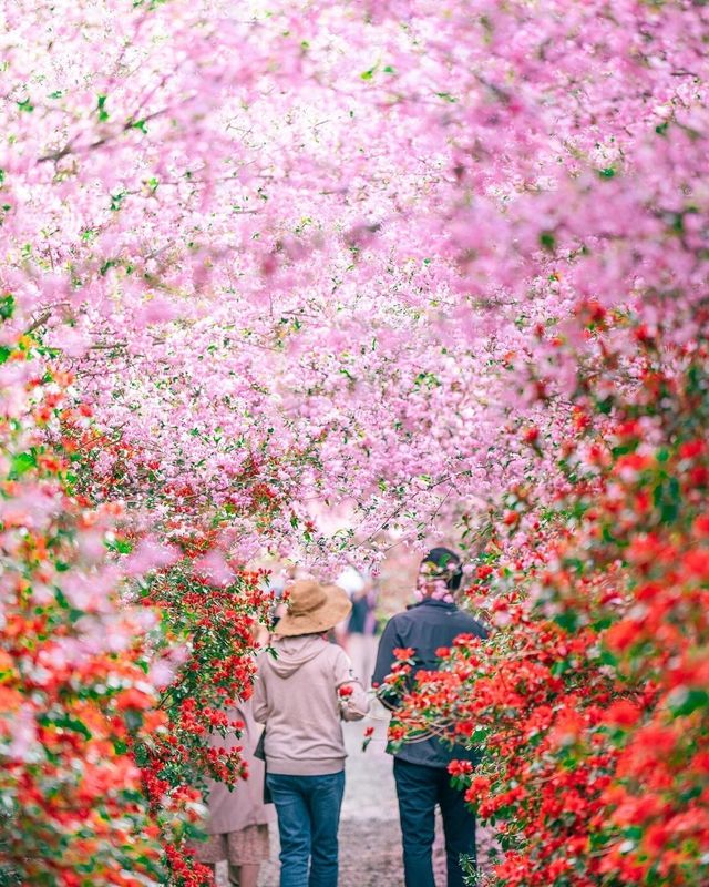 南彌勒寺：全羅南道海南郡的海棠與杜鵑花盛宴