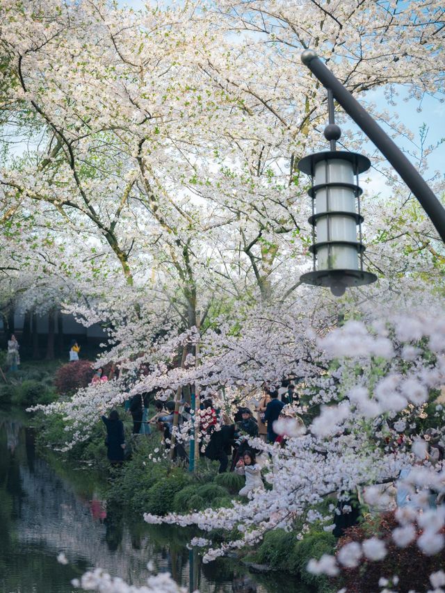 曲院風荷櫻花季：一趟沒白飛的春日之旅！