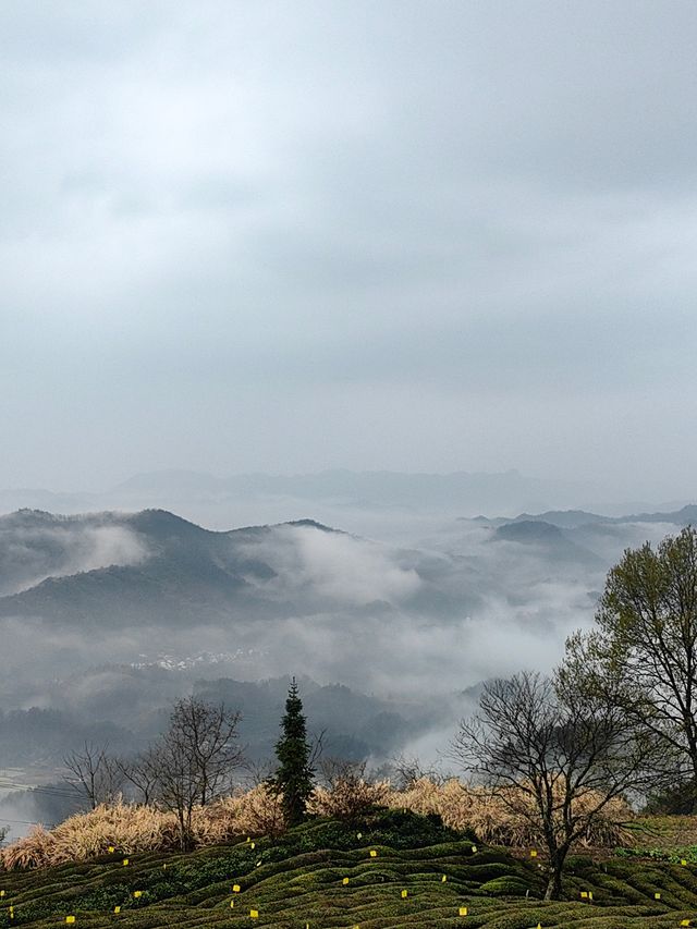 雲瀰漫茶山，安徽小眾景點休寧金龍山雲上茶園裡度假酒店