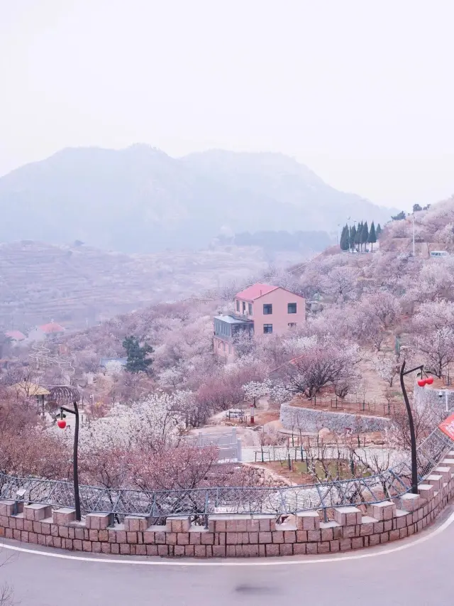 Qingdao | Laoshan Cherry Valley | Taking you to see cherry blossoms