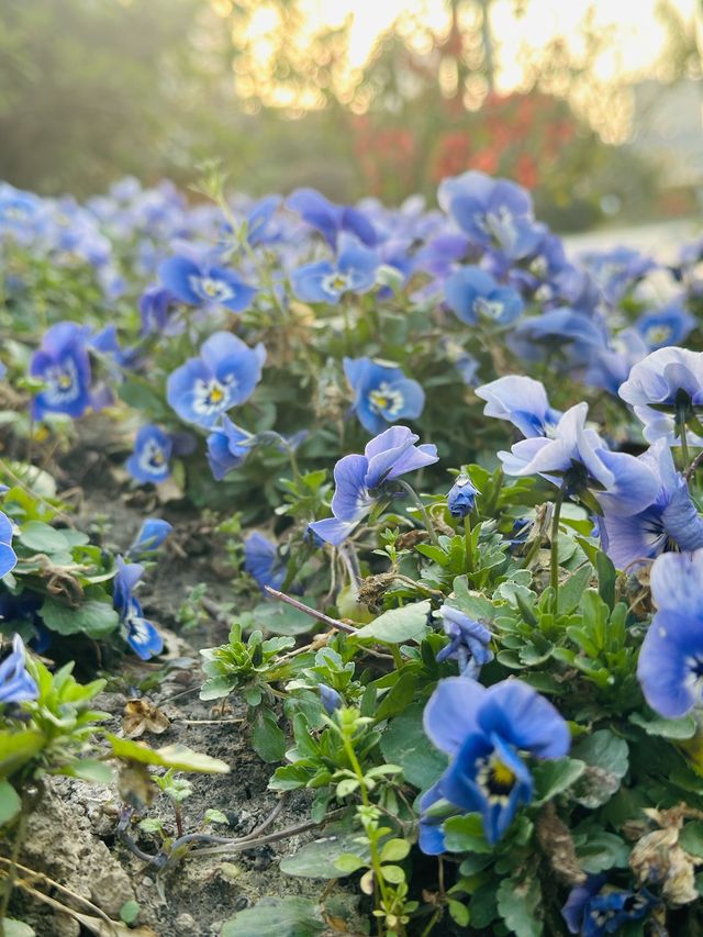 很受歡迎的小眾花園| 真如公園