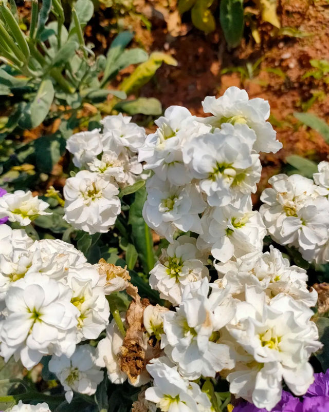 探索珠海尖峰山森林公園：原始森林與熱帶植物的奇妙之旅！