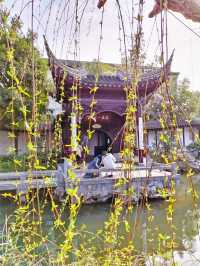 南京瞻園沉浸在幸福的春天裡