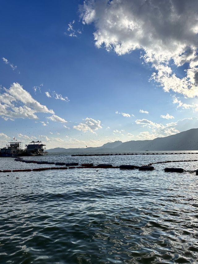 想看海鷗？雲南滇池全攻略