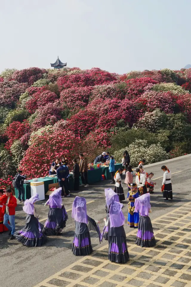 Visiting the Hundred-Li Azalea may be the most cost-effective and effortless way