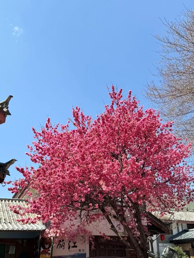 3月的雲南真的很美～