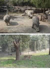 遛娃的好地方-上海野生動物園