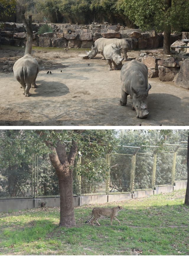 遛娃的好地方-上海野生動物園